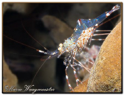 Commensal shrimp (Periclimenes venustus) with eggs in Tul... by Marco Waagmeester 